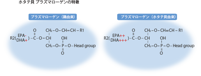 図:ホタテ貝プラズマローゲンの特徴